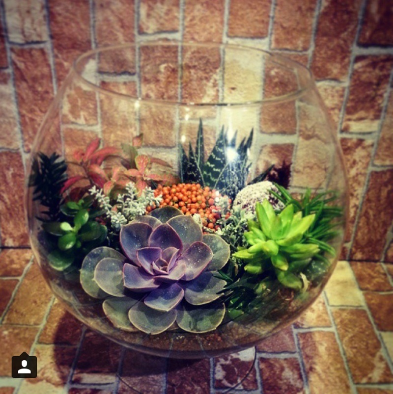 SUCCULENT - TERRARİUM