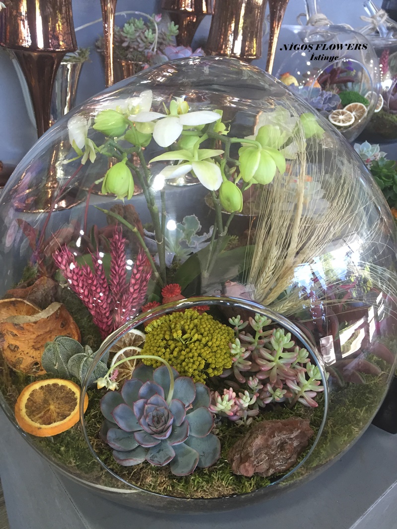 SUCCULENT - TERRARİUM