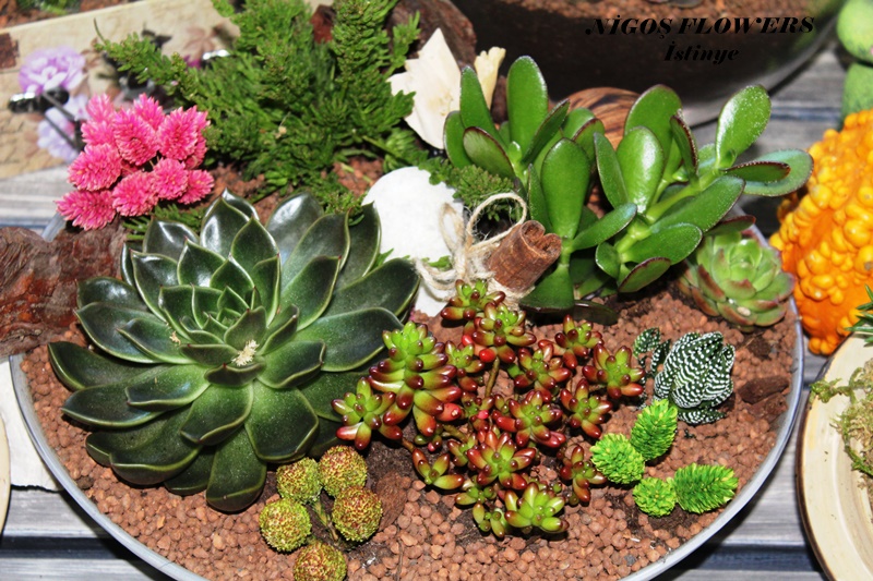 SUCCULENT - TERRARİUM