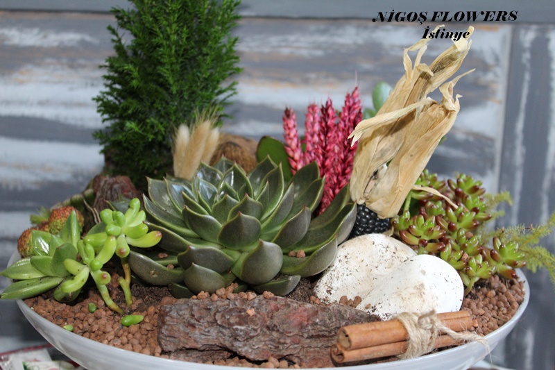 SUCCULENT - TERRARİUM