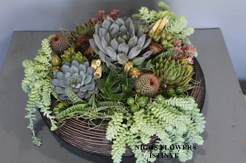 SUCCULENT - TERRARİUM