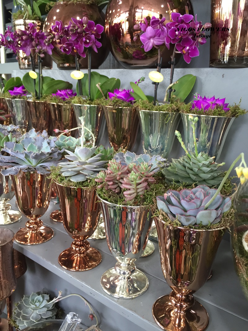 SUCCULENT - TERRARİUM