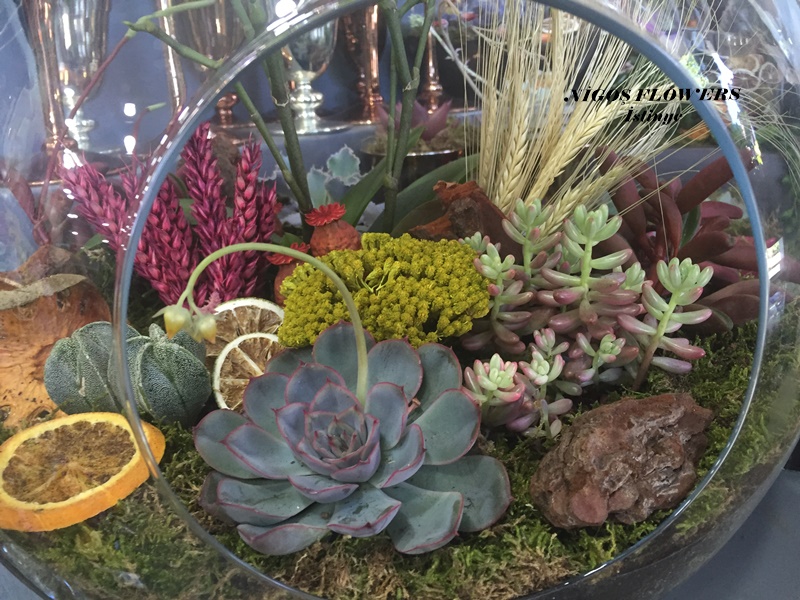 SUCCULENT - TERRARİUM