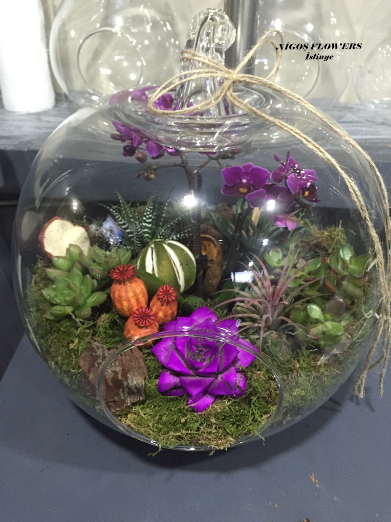 SUCCULENT - TERRARİUM