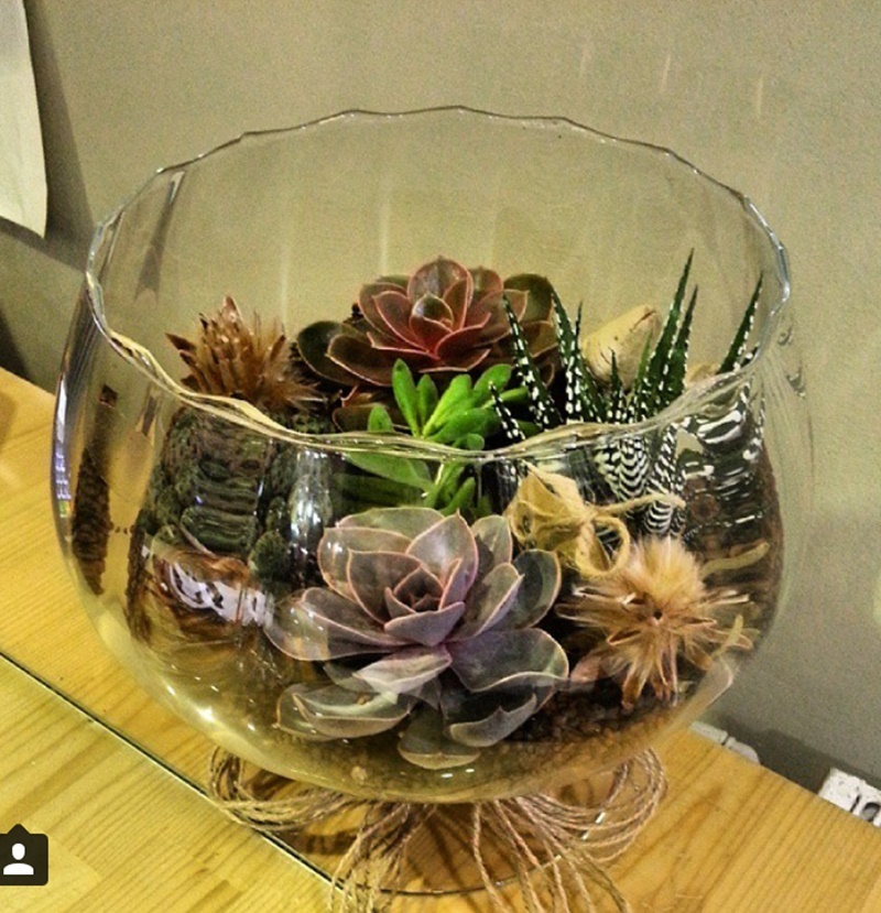 SUCCULENT - TERRARİUM