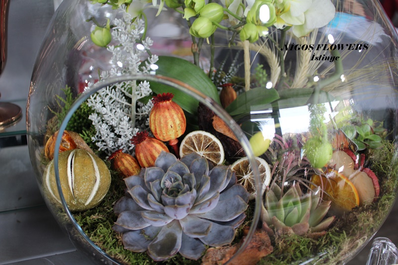 SUCCULENT - TERRARİUM