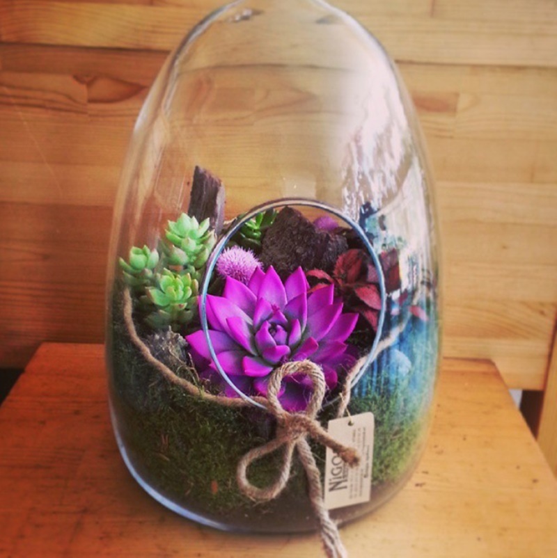 SUCCULENT - TERRARİUM