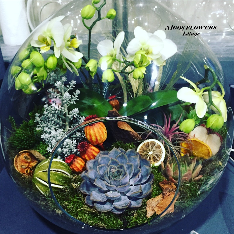SUCCULENT - TERRARİUM