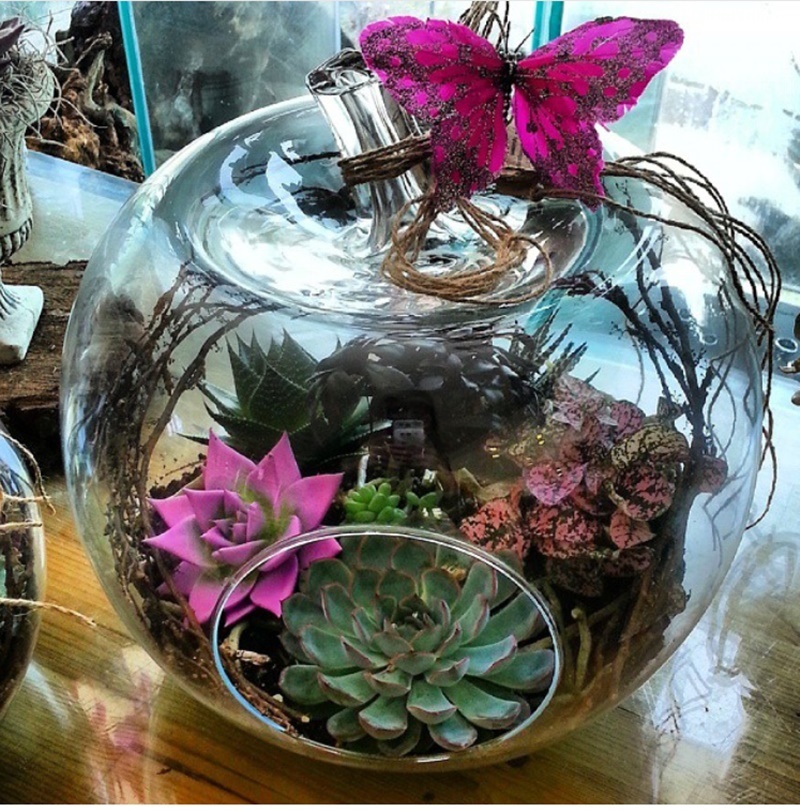 SUCCULENT - TERRARİUM